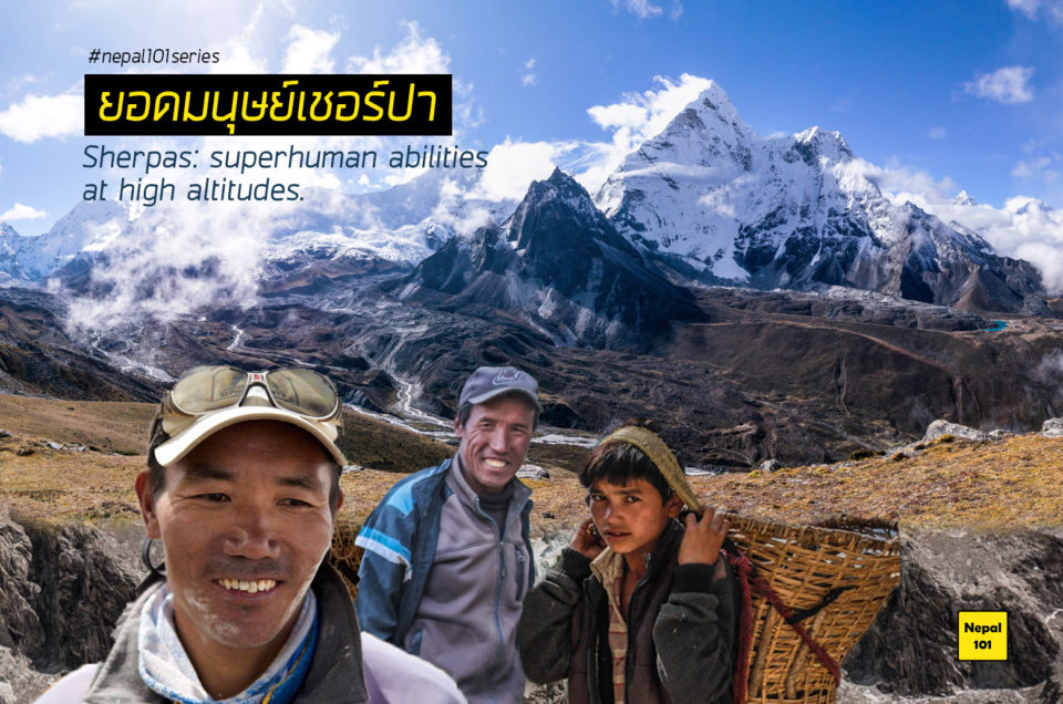 ยอดมนุษย์เชอร์ปา – Sherpas’ apparent superhuman abilities at high altitudes.