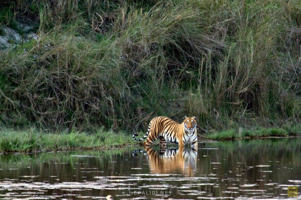Chitwan National Park world heritage site Nepal