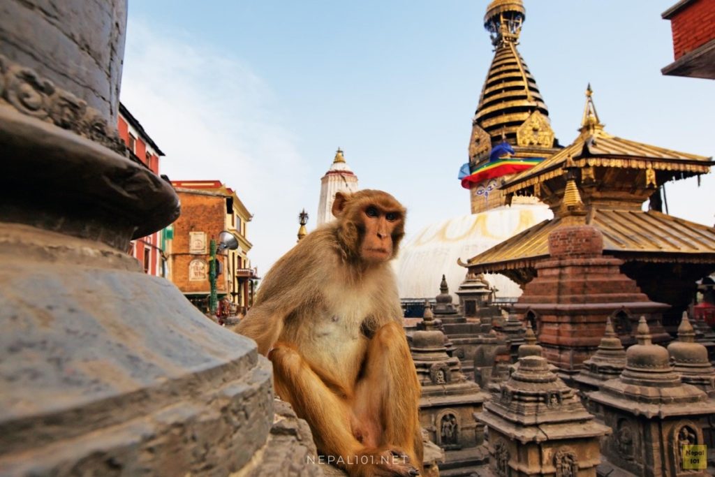 Swayambhunath Stupa world heritage site Nepal